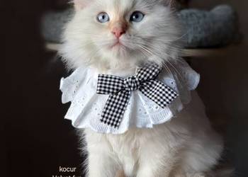 Kocur neva masquerade kot syberyjski