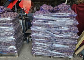 Ziemniaki jadalne Baltic Rose Soraya Marchew Pietruszka Buraczki