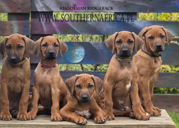 Szczenięta rhodesian ridgeback rodowodowe ZKwP - FCI