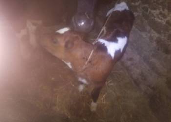 3 byczki miesne 2 jaloweczki mleczne