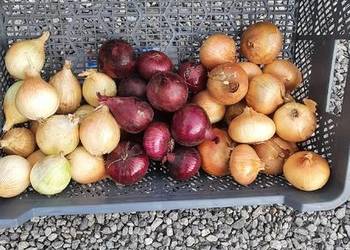 Cebula  2zł