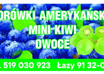 Borówki amerykańskie świeże owoce 1 kg