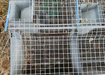 Klatki dla królików