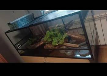 Terrarium