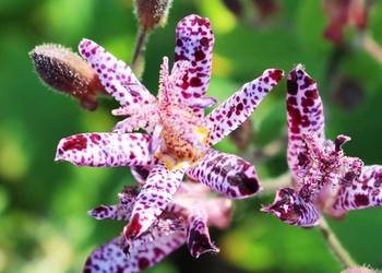 Zamow juz dzis z wysylka po 15 marca trojsklepka owlosiona Manasunei