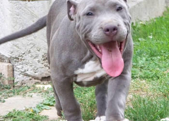 American Staffordshire Terrier Blue Amstaff – Mocny Samiec