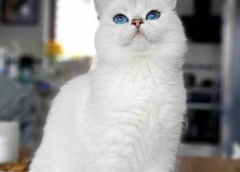 Kocurek srebrny point.