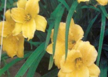 Liliowce miniaturki "Stell de Oro"