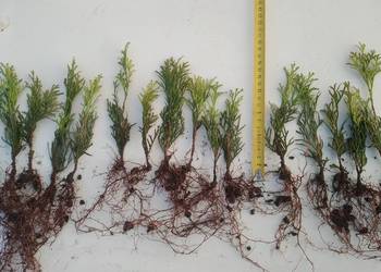 Tuja Smaragd około 12-16 cm sadzonka goły korzeń, wysyłka , paszporty