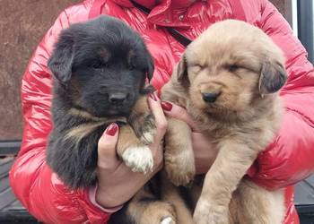 Owczarek Mongolski Bankhar