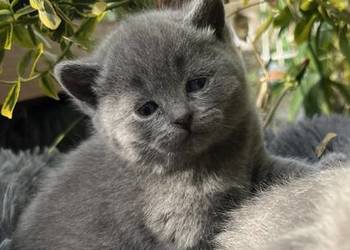 Blue boy słodkie brytyjskie kocurki
