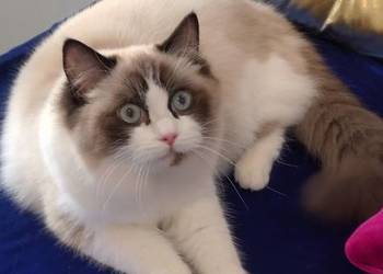 Kotka ragdoll 2 letnia po zabiegu sterylizacji