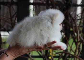 Pomeranian biały piesek XS FCI