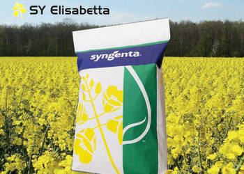 Rzepak SY Elisabetta + Buteo Start