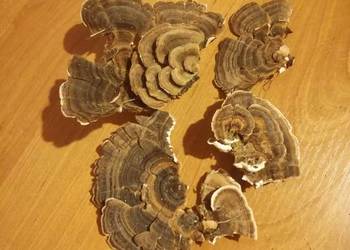 Wrośniak różnobarwny, indyczy ogon