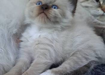 Kotka neva masquerade kot syberyjski mitted colorpoint