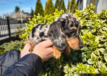 Jamniczek Choco merle Czekoladowy Duschand Dackel