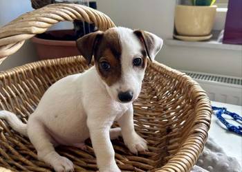 Rasowy Jack Russell Terrier ARTHOR z rodowodem OSPiK