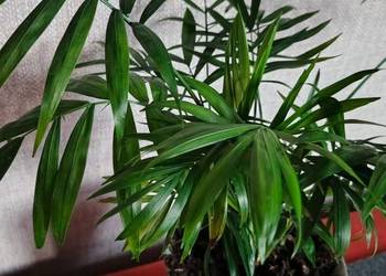 Palma koralowa Chamedora elegants.