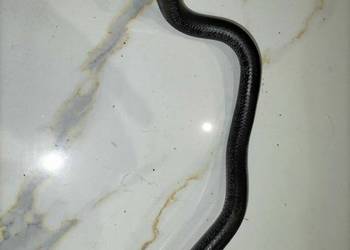 Zawór zwrotny serwa hamulcowego z przewodem podciśnienia BMW E65 E66