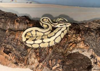 Pyton królewski python regius