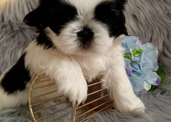 Śliczny piesek rasy Shih-Tzu