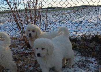 Owczarek podhalański szczeniaki