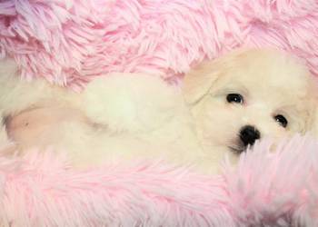 Szczenię Bichon Frise