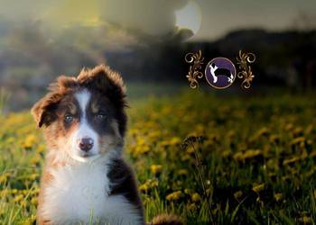 Border Collie . Dziadek chociaż dziecko. Pochodzenie FCI