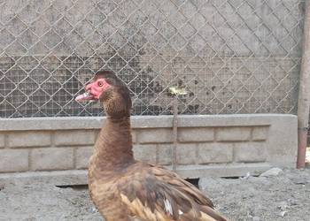 Jaja lęgowe kaczek pizmowych/francuskich czekoladowych i perłowych.