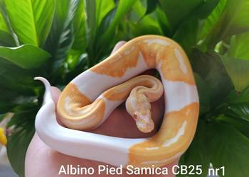 Pyton królewski Python Regius