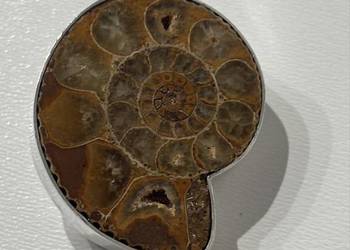 Przypinka Amonity W.Kruk & Orska