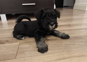 Sznaucer miniaturowy pieski!!!