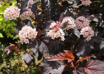 C2 PURPUROWA PĘCHERZNICA DIABLE D'ORO 40 CM.