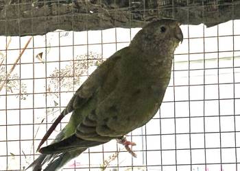 Sprzedam ptaki z zdjęcia