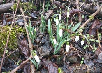 Sadzonki Śnieżyczki przebiśnieg