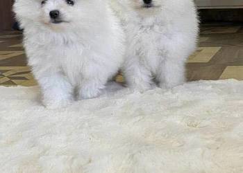 SZPIC MINIATUROWY POMERANIAN PIĘKNE PUCHATE SZCZENIĘTA