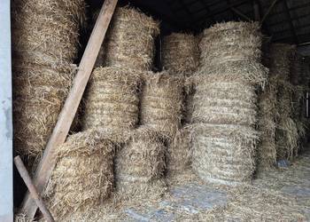 Słoma żytnia i owsiana 2025