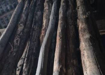 Pnie drewniane / żerdzie okorowane