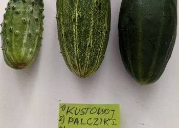 Ogórek Gruziński,Roznasol Kustowoj nasiona kolekcja
