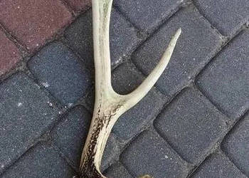 pojedyncze poroże jelenia 2