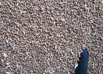 Pszenica ozima "Julius"