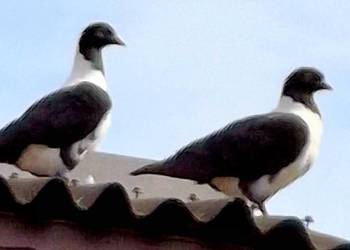 Młode piękne czarne strassery