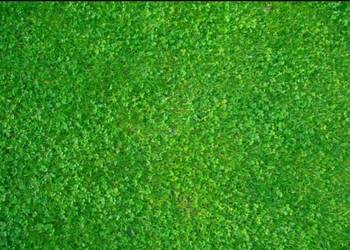 Zakładanie trawnika siew trawy mikrokoniczyny ABRAMÓW