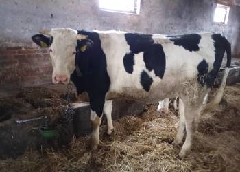 Sprzedam jałówkę wysokocielną