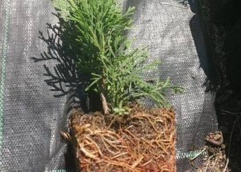 Sadzonki tui szmaragd thuja