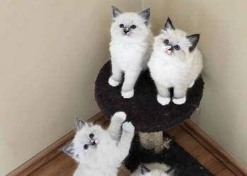 Kocurki Ragdoll czekają na nowych właścicieli