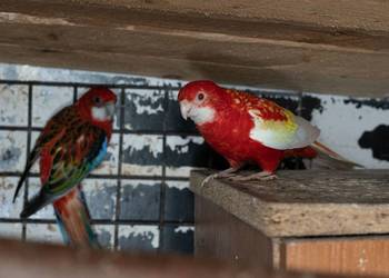 Sprzedam Rozelle Białolica para