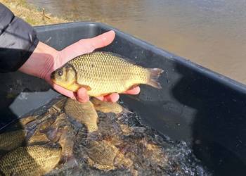 Karas pospolita/ złota