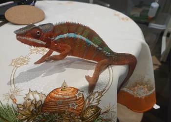 kameleon lamparci ambilobe red bar